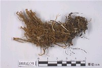 藏品(齒鞭廣萼蘚)的圖片